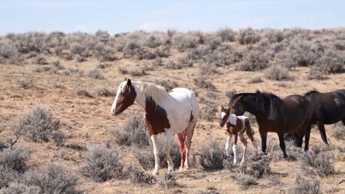 Totsi's new filly, Tatiana, walking for the first time